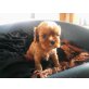 Cavalier King Charles Spaniel Welpen - Rüde