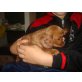 Cavalier King Charles Spaniel Welpen - Rüde
