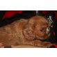 Cavalier King Charles Spaniel Welpen - Rüde