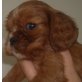 Cavalier King Charles Spaniel Welpen - Rüde