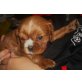Cavalier King Charles Spaniel Welpen - Rüde