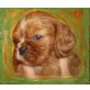 Cavalier King Charles Spaniel Welpen - Rüde