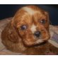 Cavalier King Charles Spaniel Welpen - Rüde
