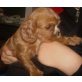 Cavalier King Charles Spaniel Welpen - Rüde