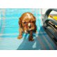 Cavalier King Charles Spaniel Welpen - Rüde