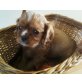Cavalier King Charles Spaniel Welpen - Rüde