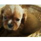 Cavalier King Charles Spaniel Welpen - Rüde