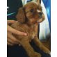 Cavalier King Charles Spaniel Welpen - Rüde
