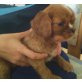 Cavalier King Charles Spaniel Welpen - Rüde