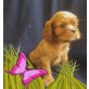 Cavalier King Charles Spaniel Welpen - Rüde