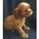 Cavalier King Charles Spaniel Welpen - Rüde