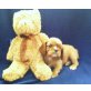 Cavalier King Charles Spaniel Welpen - Rüde