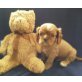 Cavalier King Charles Spaniel Welpen - Rüde