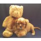 Cavalier King Charles Spaniel Welpen - Rüde