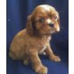 Cavalier King Charles Spaniel Welpen - Rüde