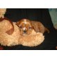 Cavalier King Charles Spaniel Welpen - Rüde
