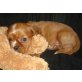 Cavalier King Charles Spaniel Welpen - Rüde