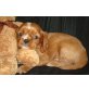 Cavalier King Charles Spaniel Welpen - Rüde