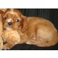 Cavalier King Charles Spaniel Welpen - Rüde
