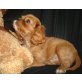 Cavalier King Charles Spaniel Welpen - Rüde
