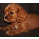 Cavalier King Charles Spaniel Welpen - Rüde