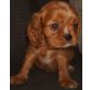 Cavalier King Charles Spaniel Welpen - Rüde