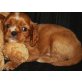 Cavalier King Charles Spaniel Welpen - Rüde