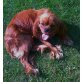 Cavalier King Charles Spaniel Welpen - Rüde