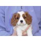 Cavalier King Charles Spaniel Welpen - Rüde