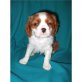 Cavalier King Charles Spaniel Welpen - Rüde