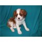 Cavalier King Charles Spaniel Welpen - Rüde