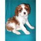 Cavalier King Charles Spaniel Welpen - Rüde