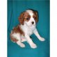 Cavalier King Charles Spaniel Welpen - Rüde