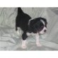 Cavalier King Charles Spaniel Welpen - Rüde