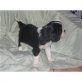 Cavalier King Charles Spaniel Welpen - Rüde