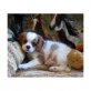 Cavalier King Charles Spaniel Welpen - Rüde