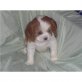 Cavalier King Charles Spaniel Welpen - Rüde