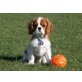 Cavalier King Charles Spaniel Welpen - Rüde