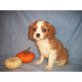 Cavalier King Charles Spaniel Welpen - Rüde
