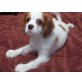 Cavalier King Charles Spaniel Welpen - Rüde