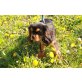 Cavalier King Charles Spaniel Welpen - Rüde