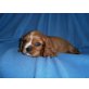 Cavalier King Charles Spaniel Welpen - Rüde