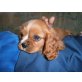 Cavalier King Charles Spaniel Welpen - Rüde