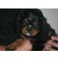 Cavalier King Charles Spaniel Welpen - Rüde