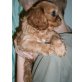 Cavalier King Charles Spaniel Welpen - Rüde