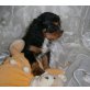 Cavalier King Charles Spaniel Welpen - Rüde