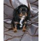 Cavalier King Charles Spaniel Welpen - Rüde