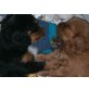 Cavalier King Charles Spaniel Welpen - Rüde