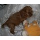 Cavalier King Charles Spaniel Welpen - Rüde