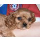 Cavalier King Charles Spaniel Welpen - Rüde